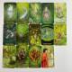 Карты Таро - Зачарованного Леса, уменьшенная (Forest of Enchantment Tarot)